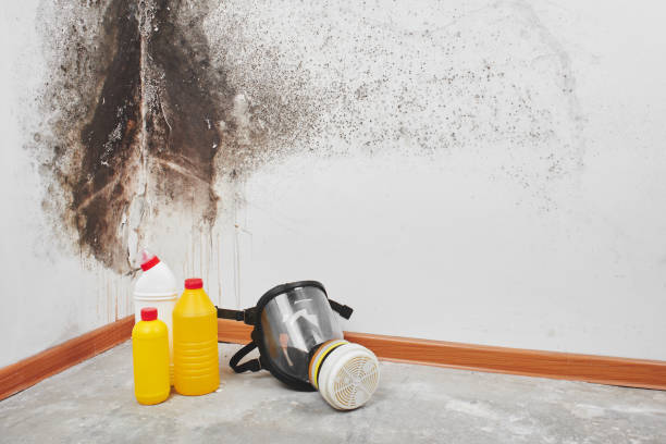 Best Attic Mold Removal  in St City, AR