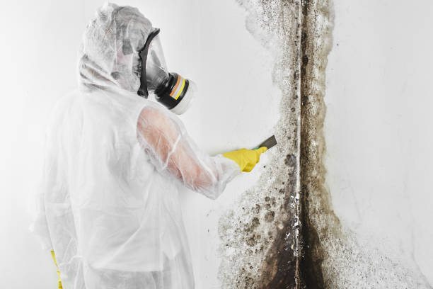 Best Same-Day Mold Removal  in St City, AR