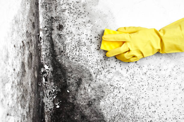 Best Black Mold Removal  in St City, AR