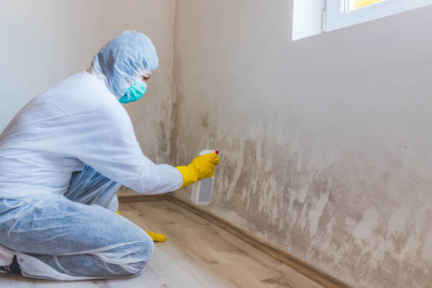Mold Testing and Removal in Star City, AR
