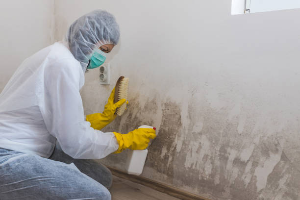 Best Commercial Mold Removal  in St City, AR