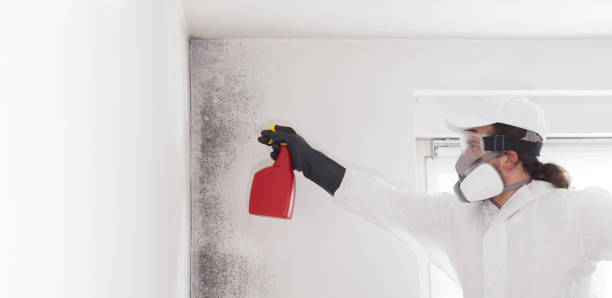 Best Mold Testing and Removal  in St City, AR