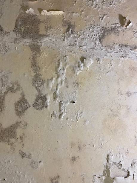 Best Local Mold Removal Service  in St City, AR
