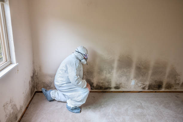 Best Mold Remediation Services  in St City, AR
