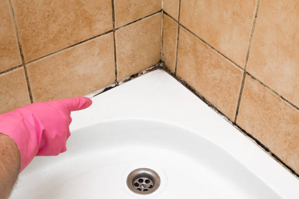 Best Mold Testing  in St City, AR