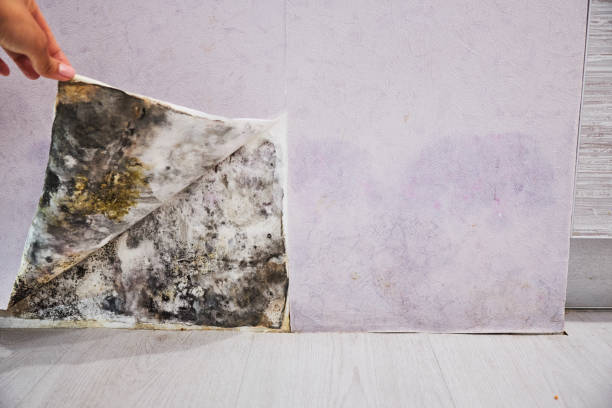 Best Residential Mold Removal  in St City, AR